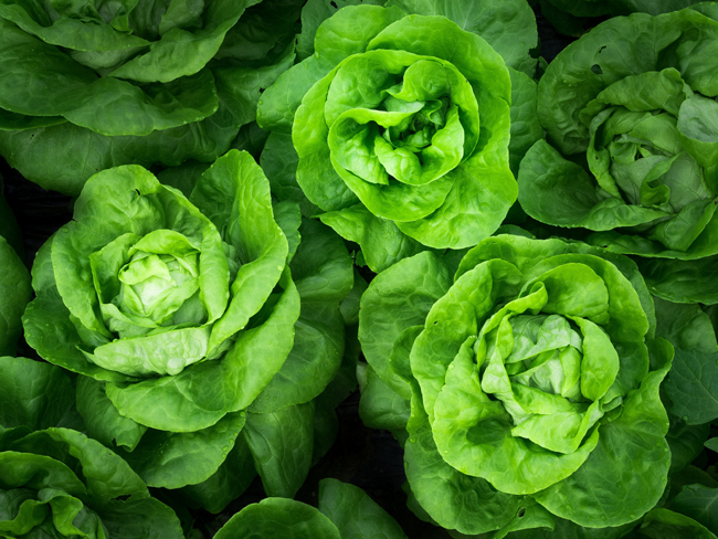 Attack of the Killer Romaine