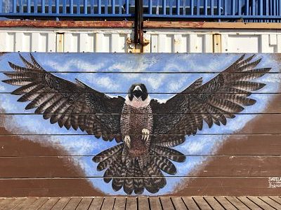 painting of falcon on side of building