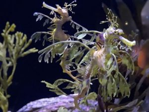 two leafy sea dragons at Birch Aquarium
