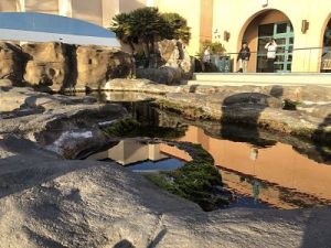 rocky tide pool plaza outside the Birch Aquarium building