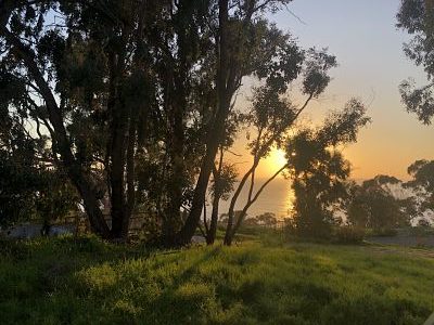 ocean sunset as seen through eucalyptus trees