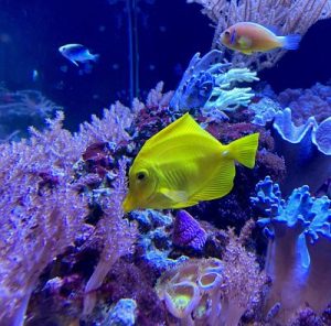 Yellow fish swimming in tank with pink coral at Birch Aquarium